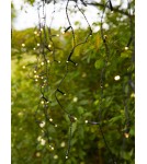 Markslojd GARDEN24 lampy - Markslojd GARDEN 24 ICICLE 160L Sznur Oświetleniowy Zewnętrzny 160x9.6W 2700K IP44 czarny/transparentny 108179 - product 4