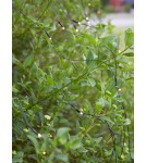 Markslojd GARDEN24 lampy - Markslojd GARDEN 24 LIGHT NET 160L Sznur Oświetleniowy Zewnętrzny 160x4W 2700K IP44 czarny/transparentny 108178 - product 3