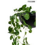 Moosee MOOSEE lampa ścienna PLANT WALL czarna (MSE010400222) Moosee MOOSEE lampa ścienna PLANT WALL czarna (MSE010400222)