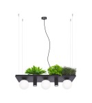 Lampy wiszące nad wyspę - Zuma Line PLANT SHELF lampa wisząca czarna/black - product 2